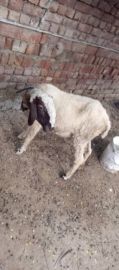 sheep fir sale