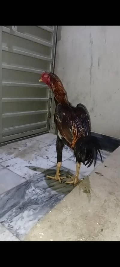 Turkish Hint patha for sale extra long height