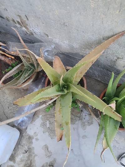 fresh aloe Vera male plant with pot