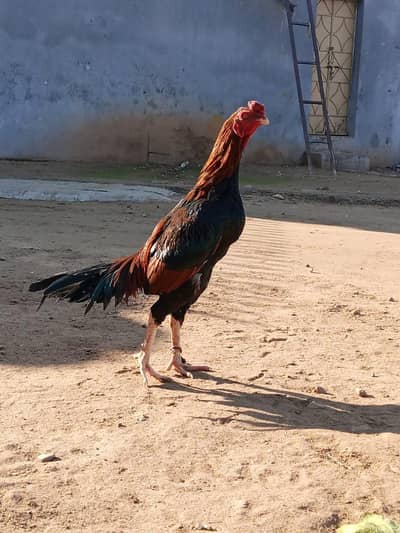 High Quality Aseel Murga