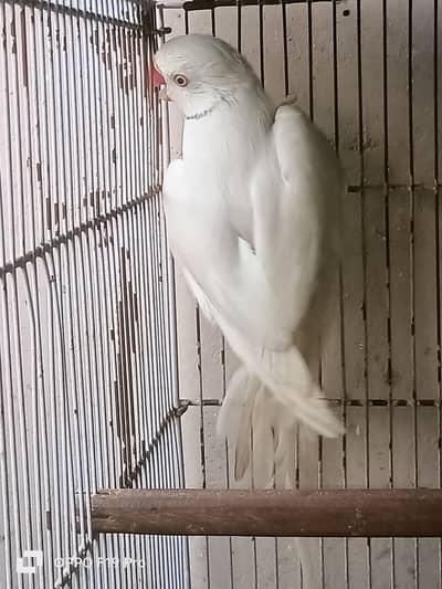Dilute Ringneck Breeder male