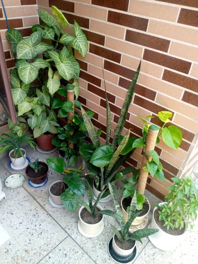 Indoor and Outdoor plants