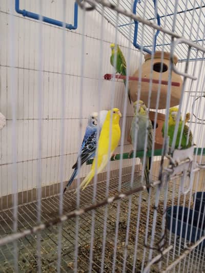4 pairs