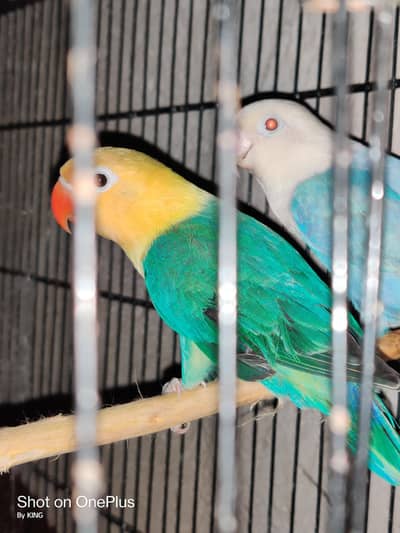 parblue opaline lovebird red eye