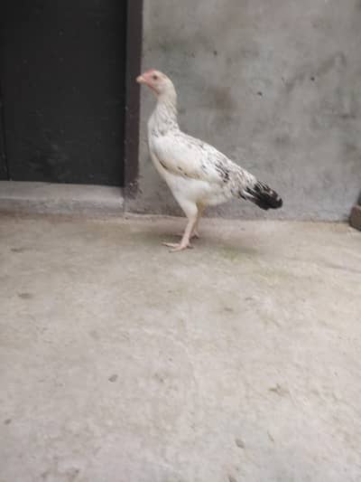 aseel for sale