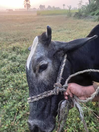 Frisson cross cow