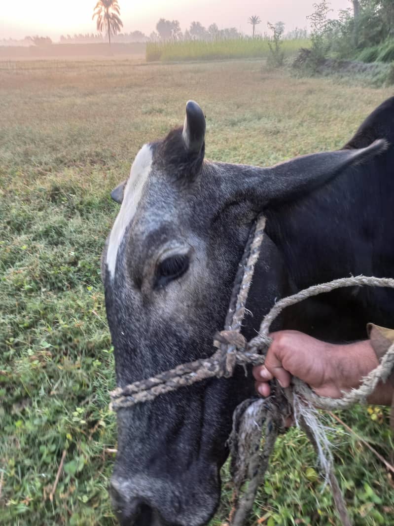 Frisson cross cow 0