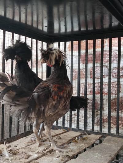 silkie 2femalesand 2  polish pairs