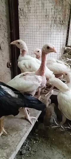 Hera Aseel | Paper White Aseel | Aseel Lasani For Sale
