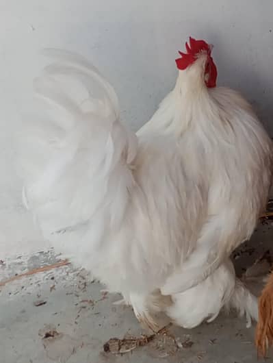 white buff rooster