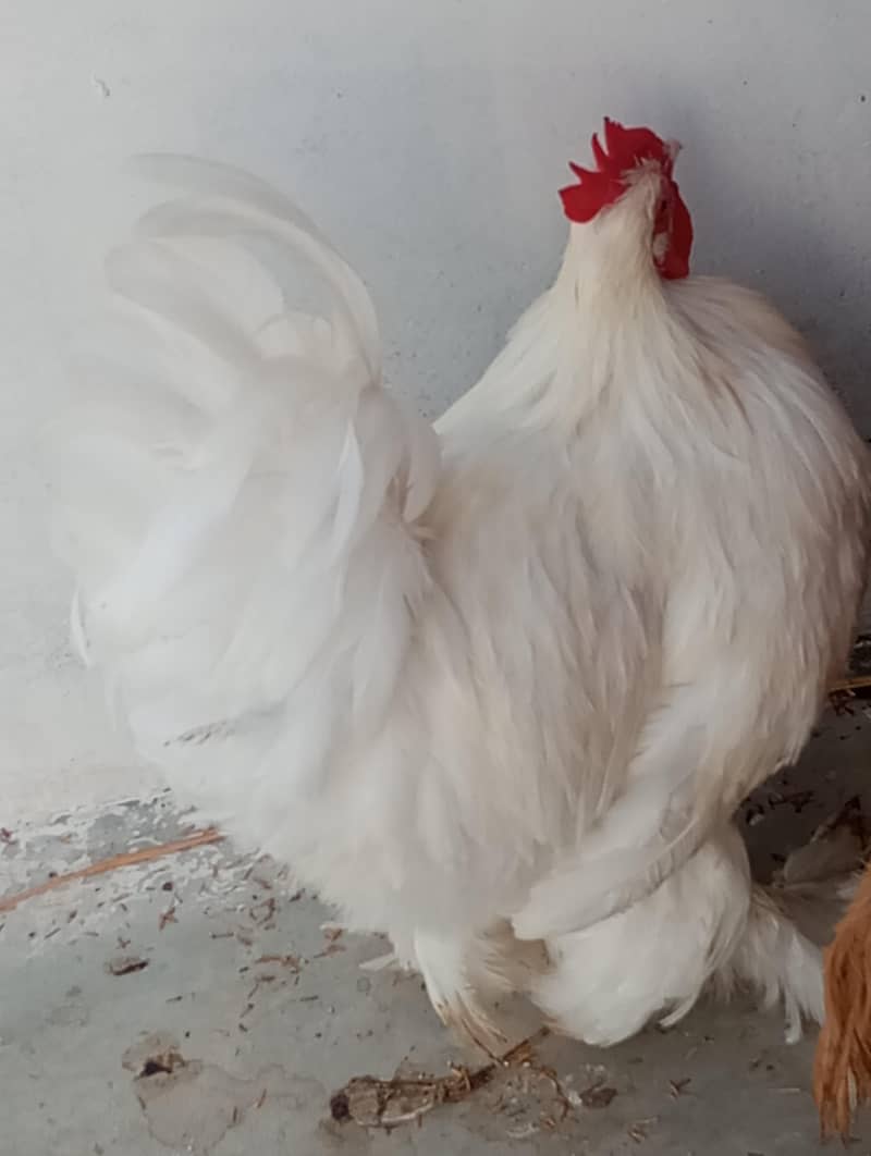 white buff rooster 0
