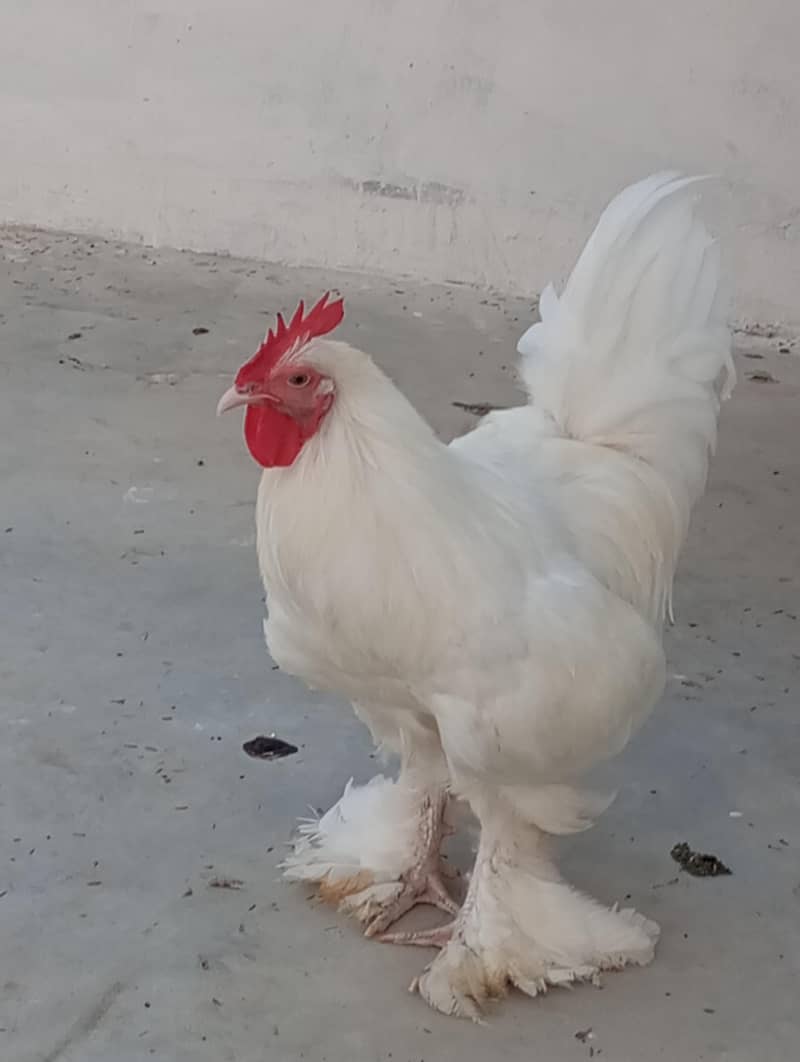 white buff rooster 1