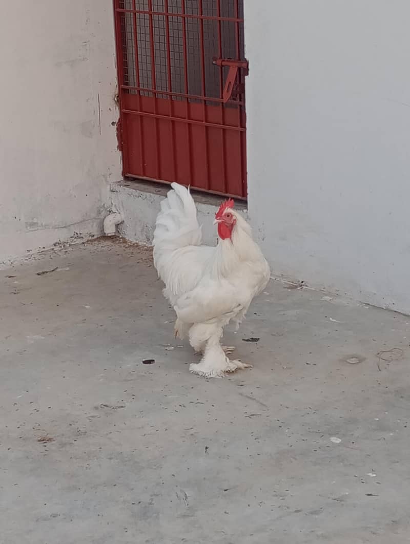 white buff rooster 2