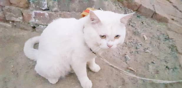 persian cat