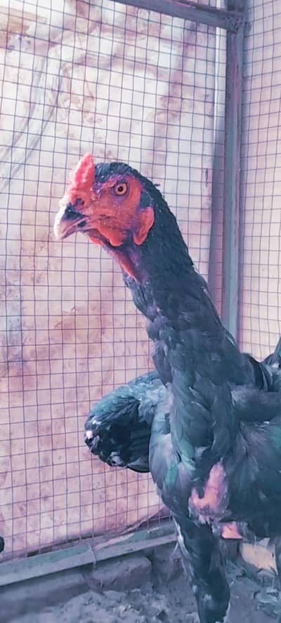Aseel thai black pair available