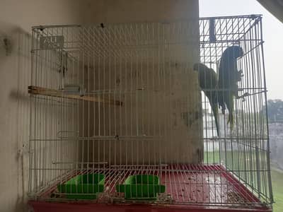 Green parrot pair with Cage pair age 2 year Full adult pair