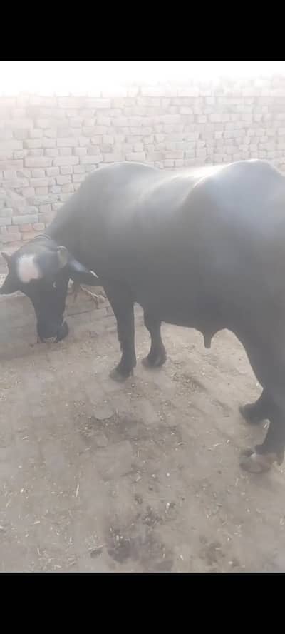 کٹا فار سیل ھے