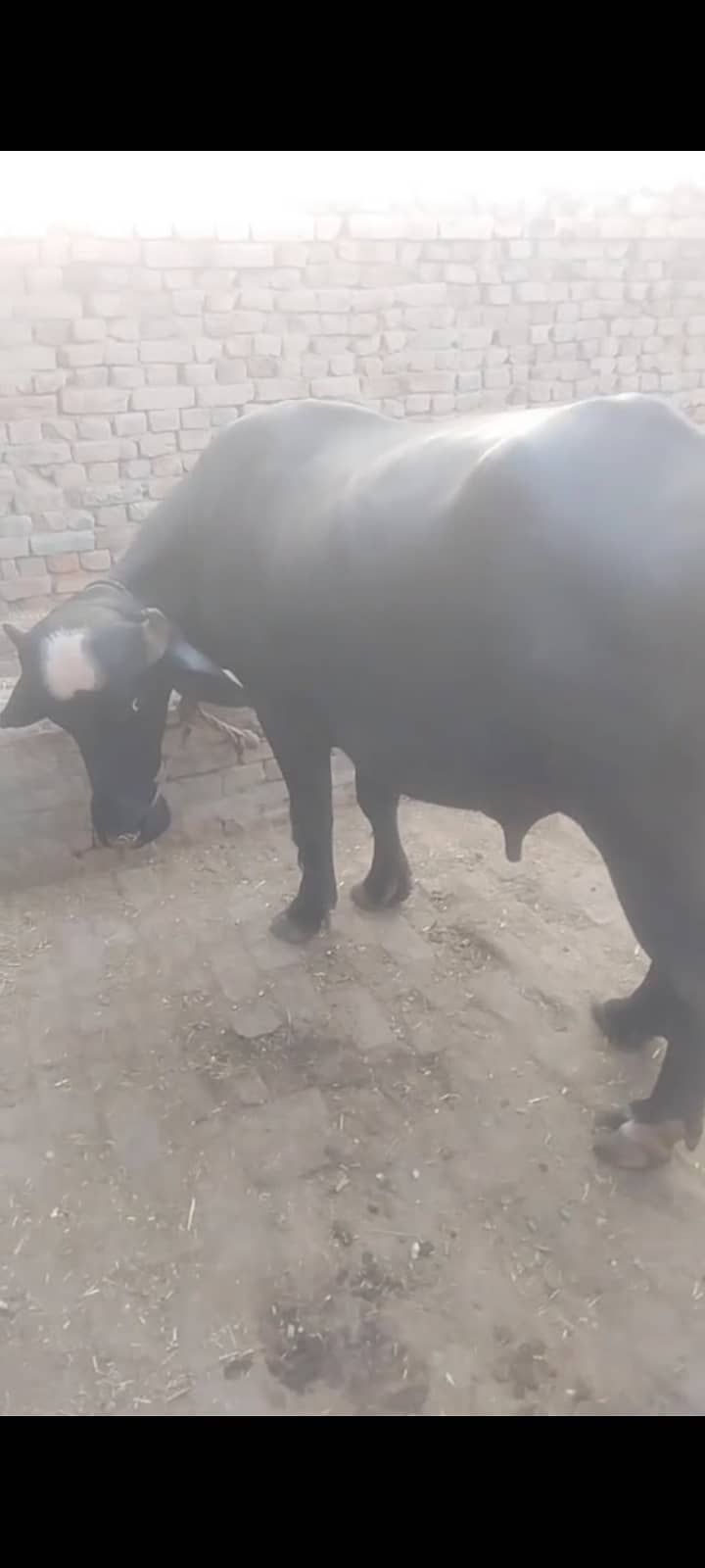 کٹا فار سیل ھے 0