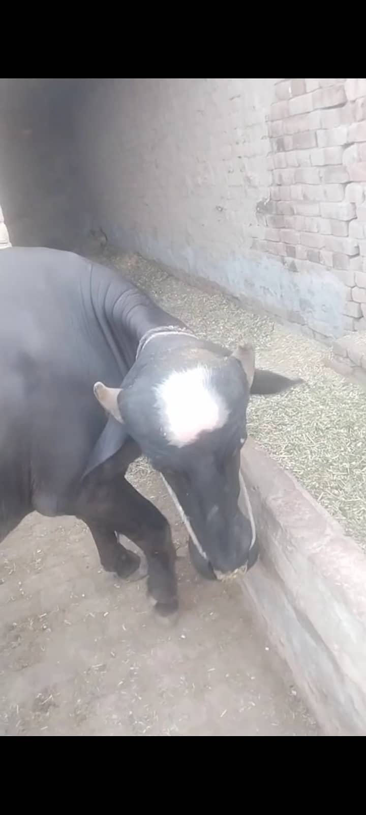 کٹا فار سیل ھے 1
