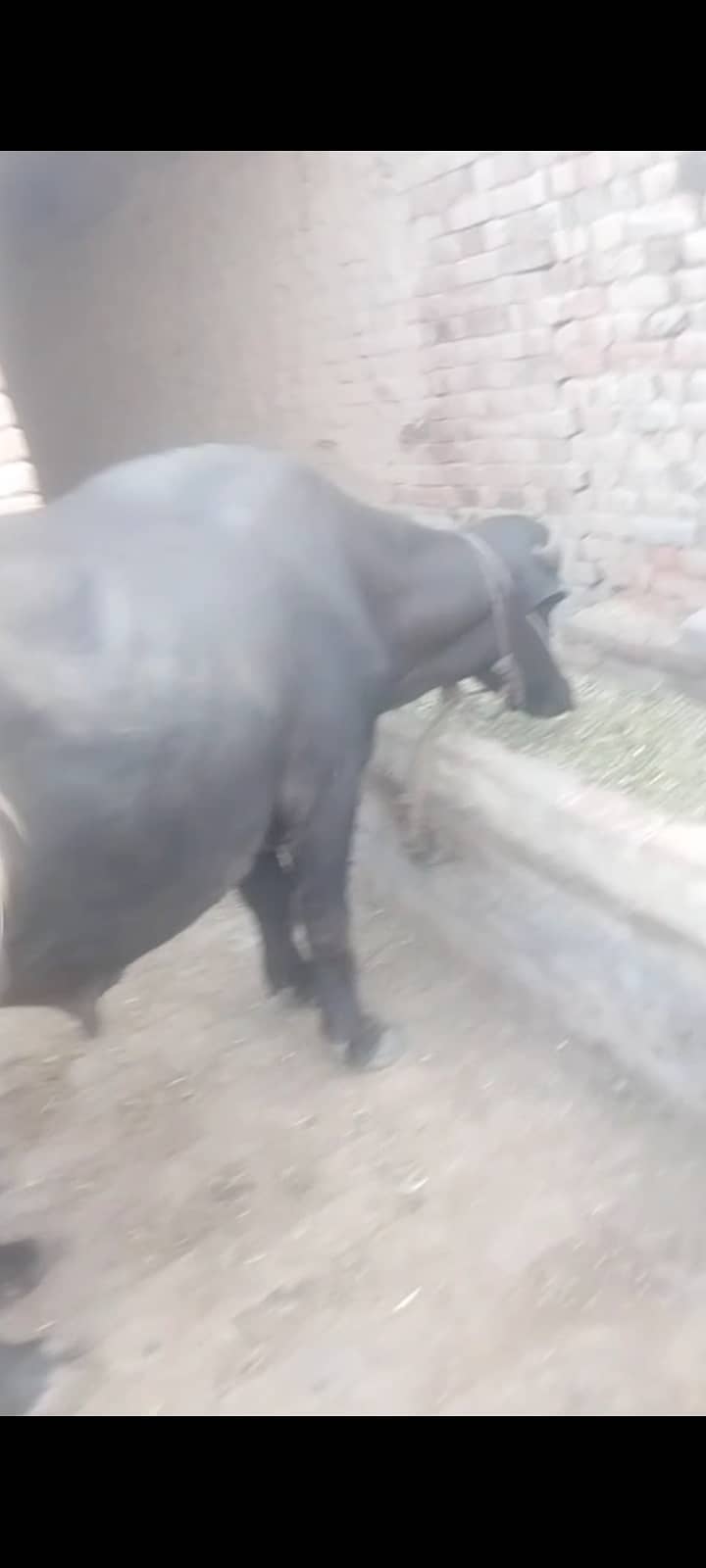 کٹا فار سیل ھے 3