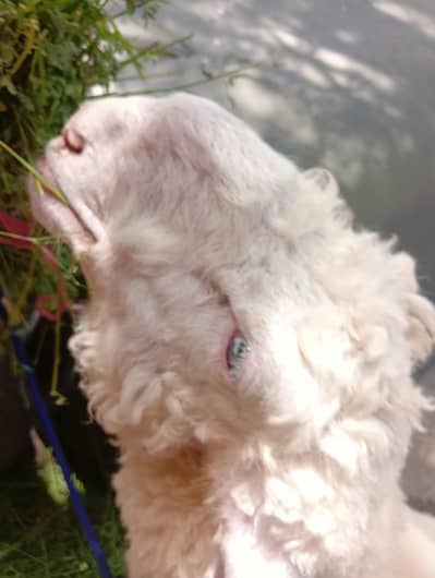 goat for sale