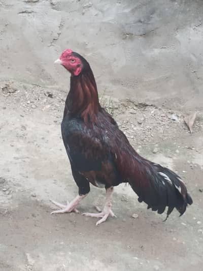 خوبصورت مرغا گھر کا پلا ہو/murga for sale