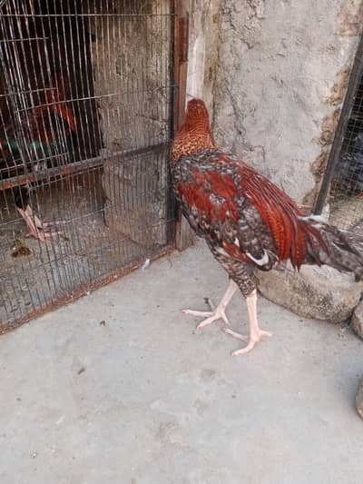 aseel mianwali