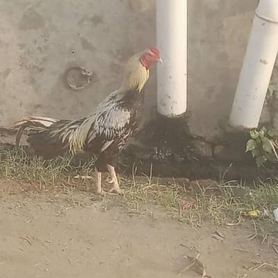 seel hens