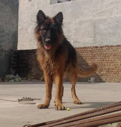 German shepherd Long coat male
