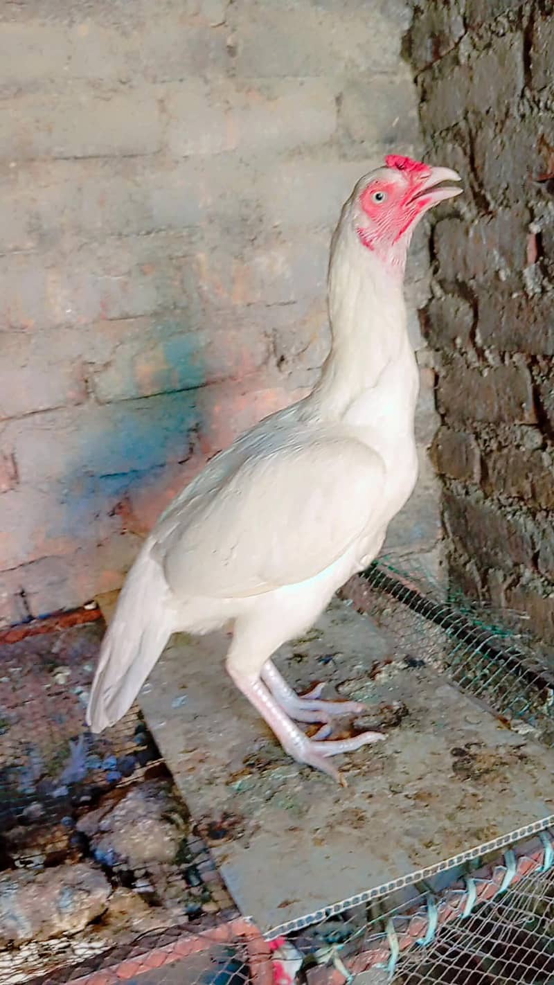 Heera madi 2