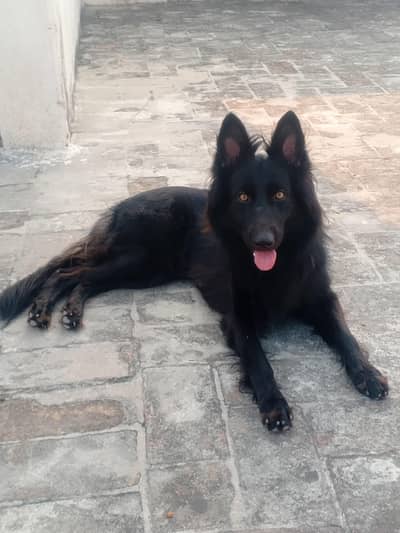 Black German Shepherd Female