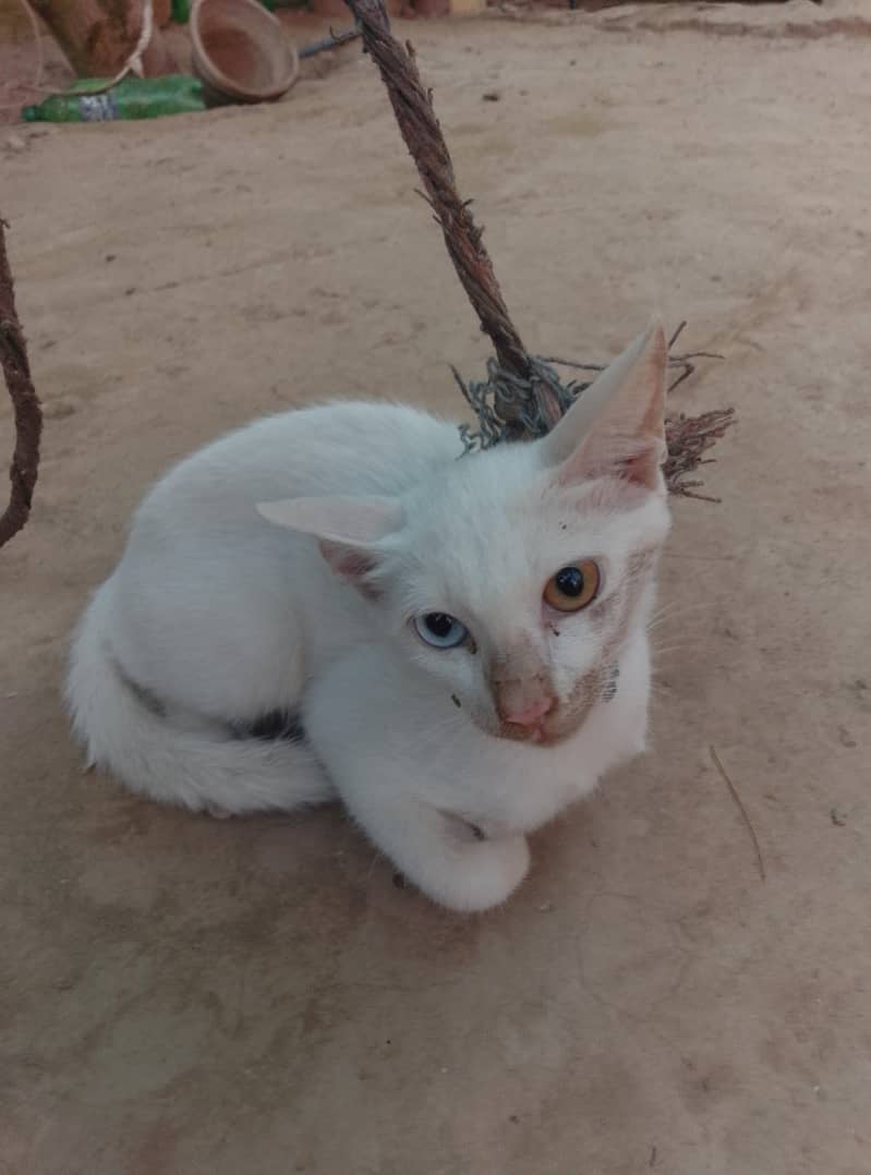 wait cat 1
