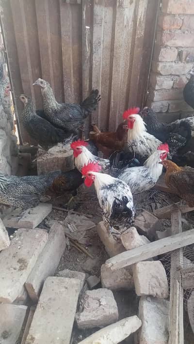 starter hens and Desi male golden misri hens for sale