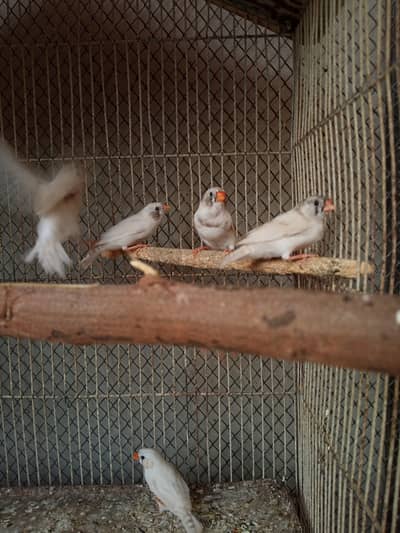 Finches Available