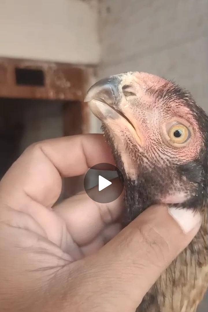 parrot beak pair 0