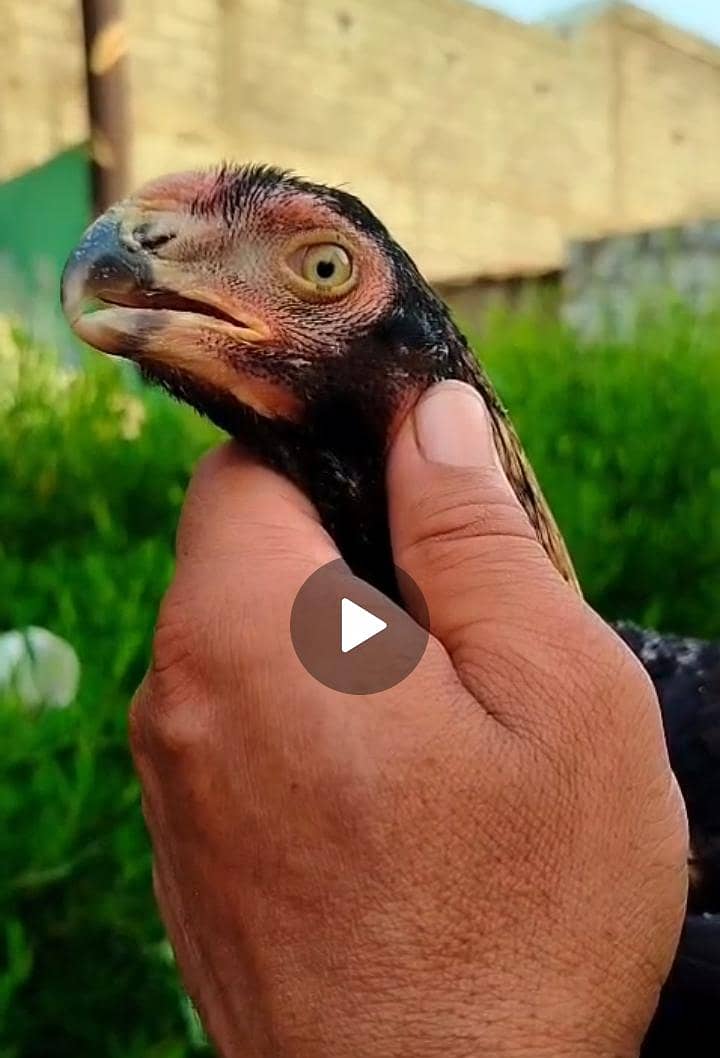 parrot beak pair 2