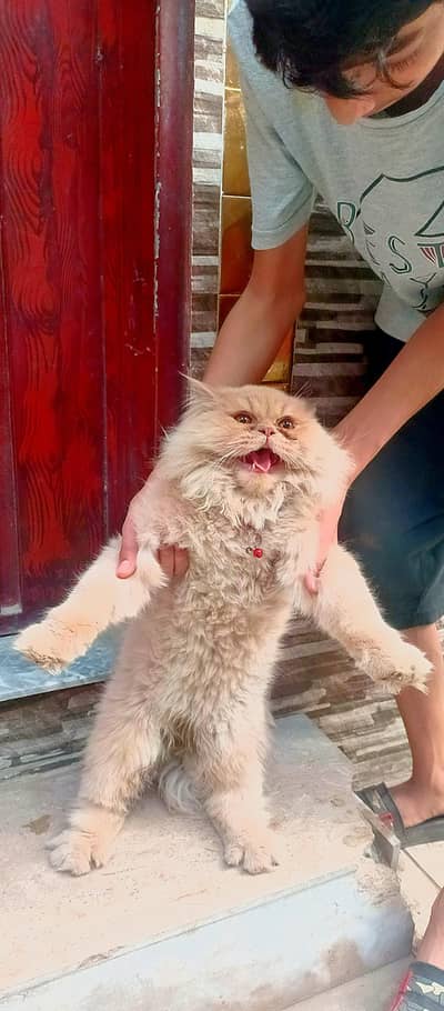 Panch face Persian male