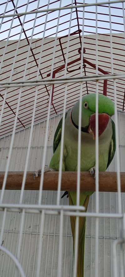 RAW PARROT WITH CAGE (0333-7940701) WhatsApp number