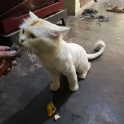 Persian Male Breeder