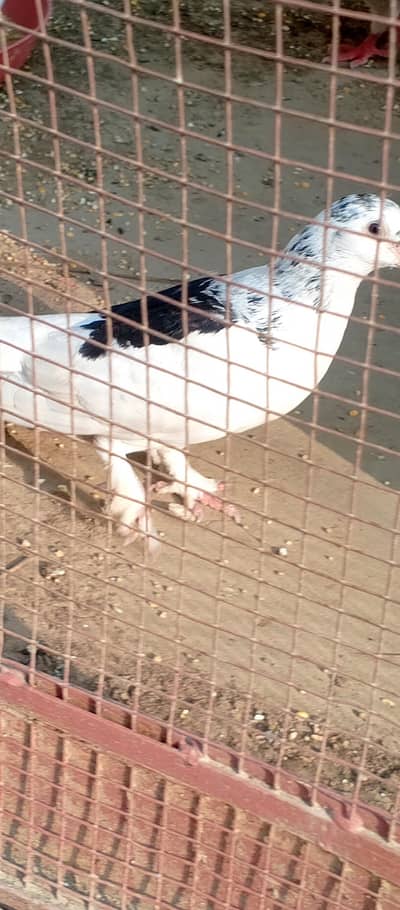 Fancy pigeons