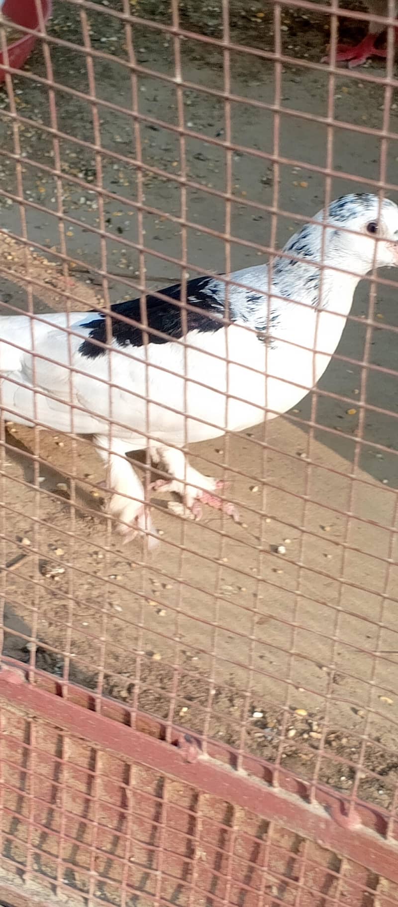 Fancy pigeons 0