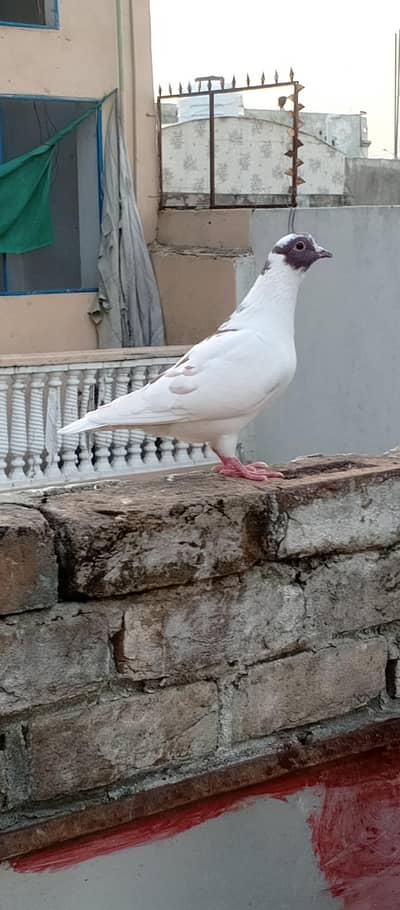 Fancy pigeons