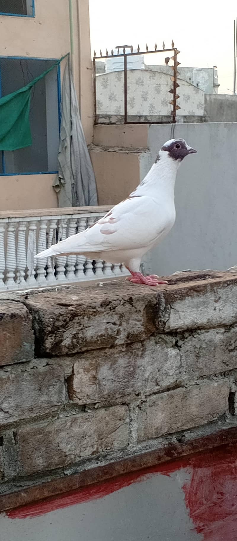Fancy pigeons 1