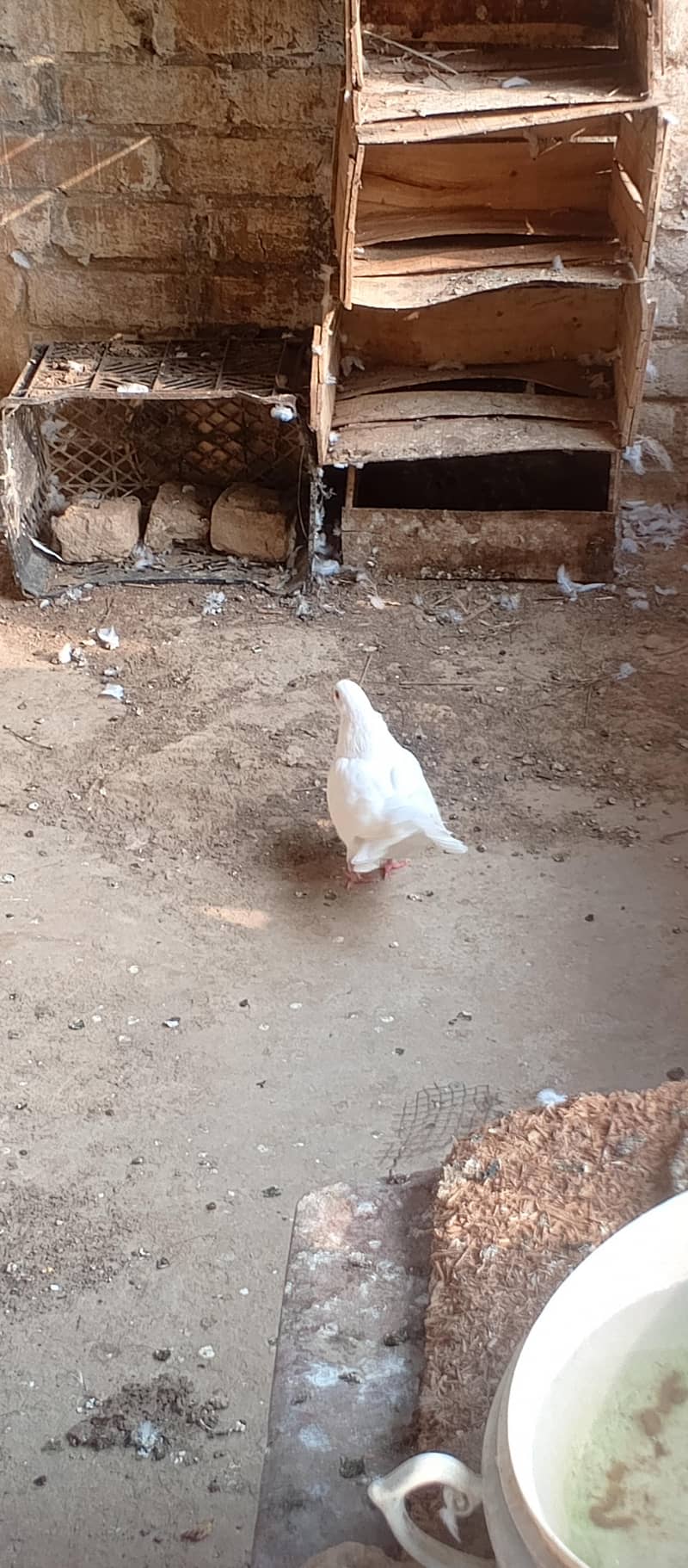 Fancy pigeons 2