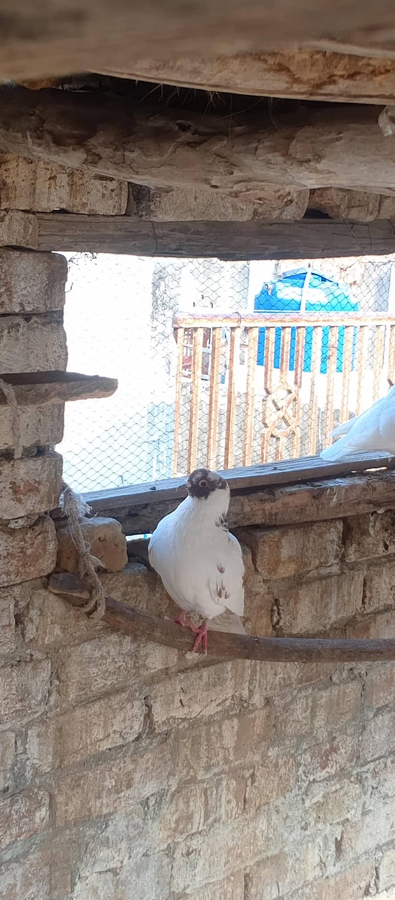Fancy pigeons 3