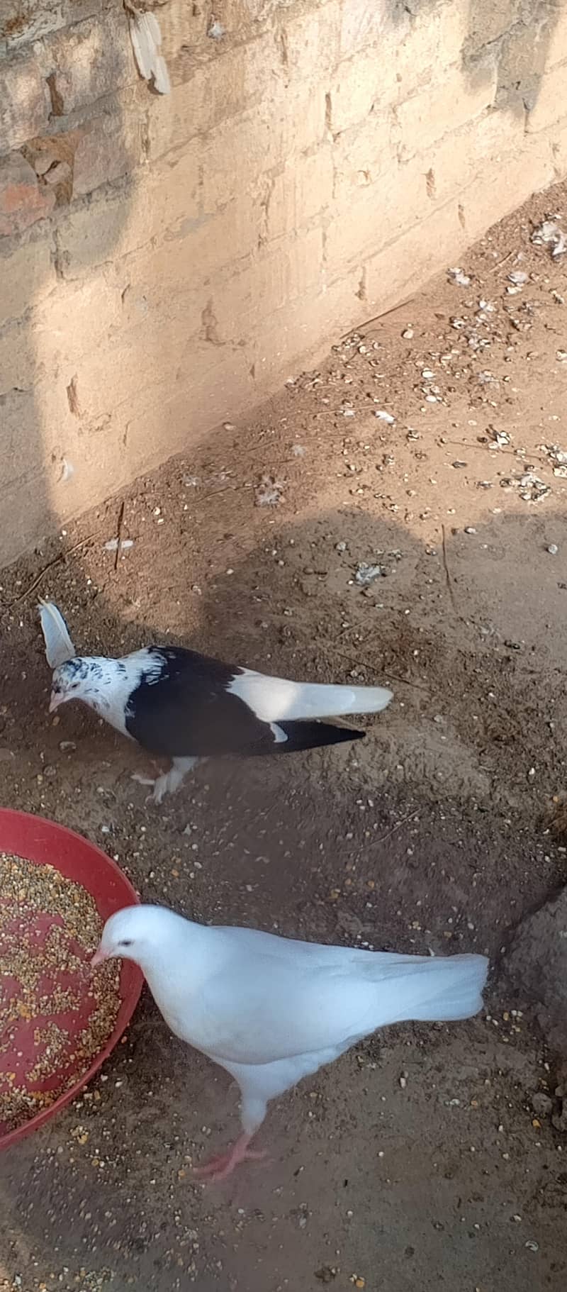 Fancy pigeons 4