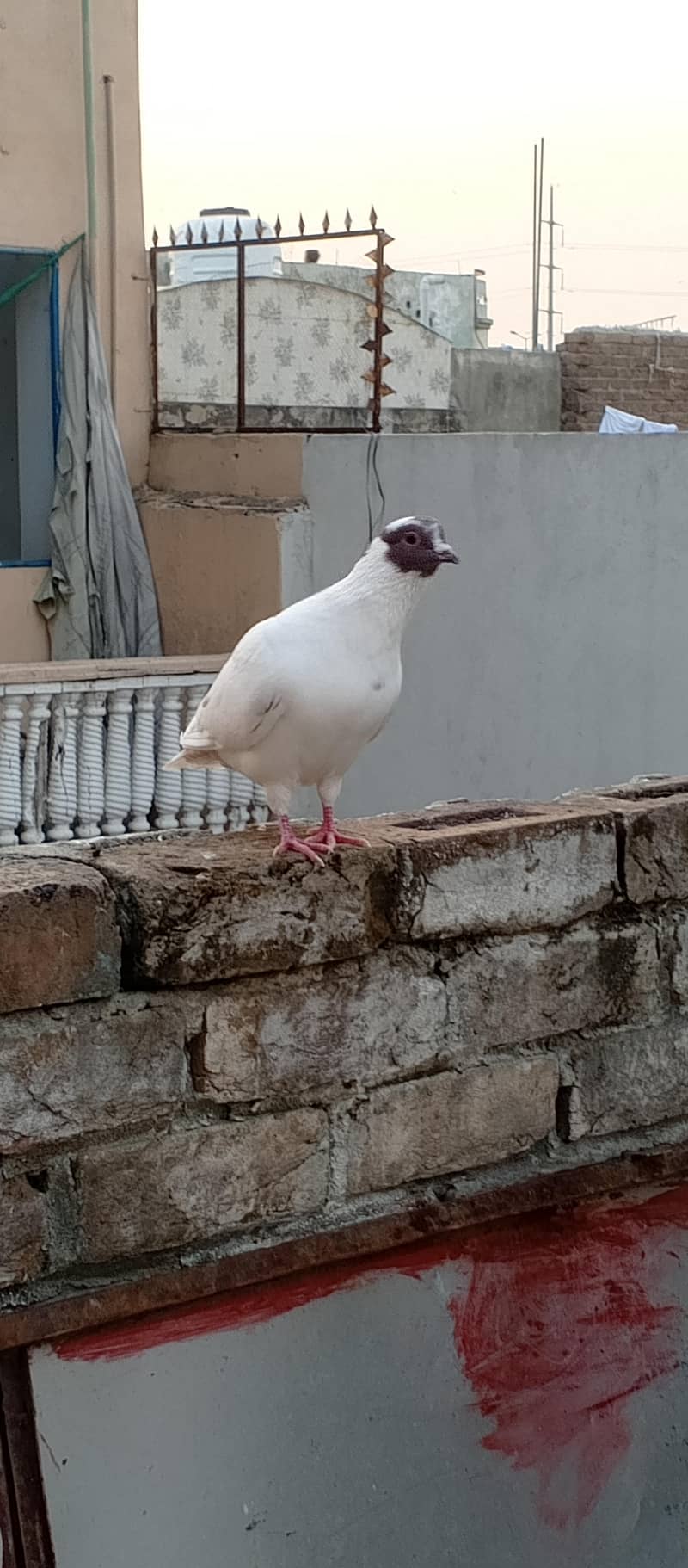 Fancy pigeons 5