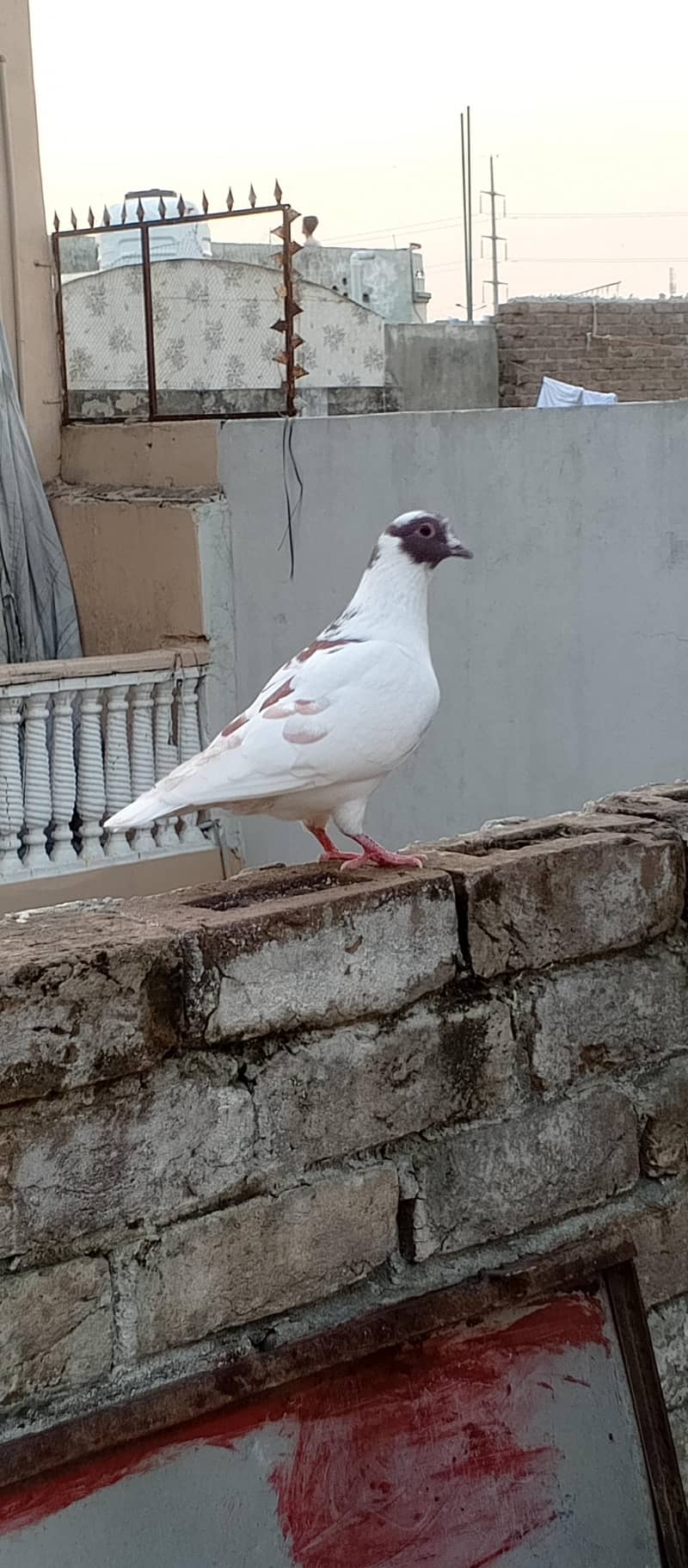 Fancy pigeons 6