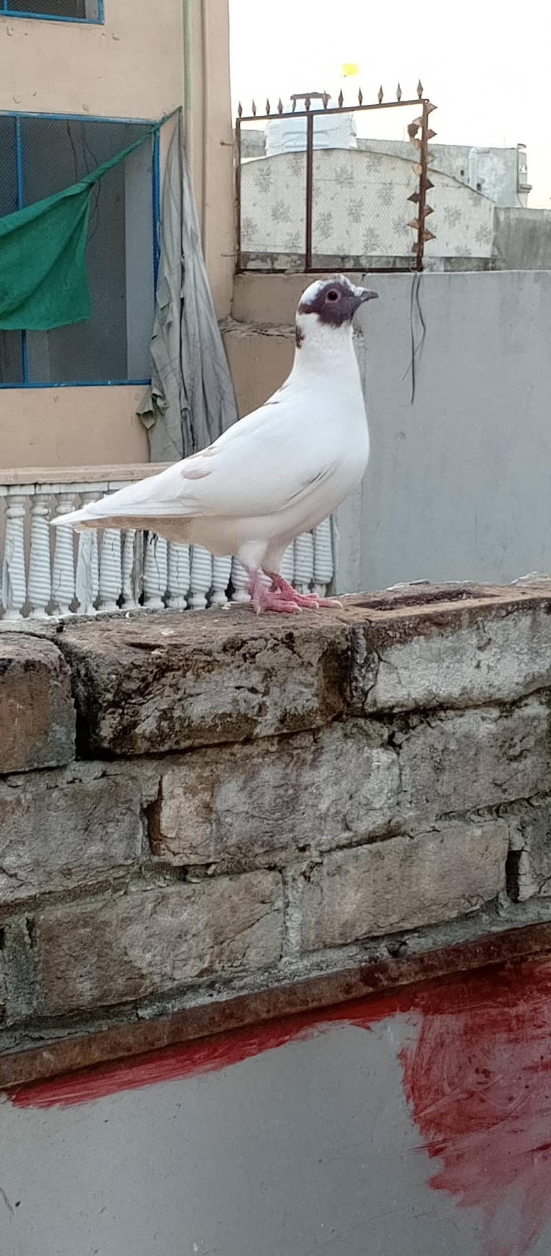Fancy pigeons 7