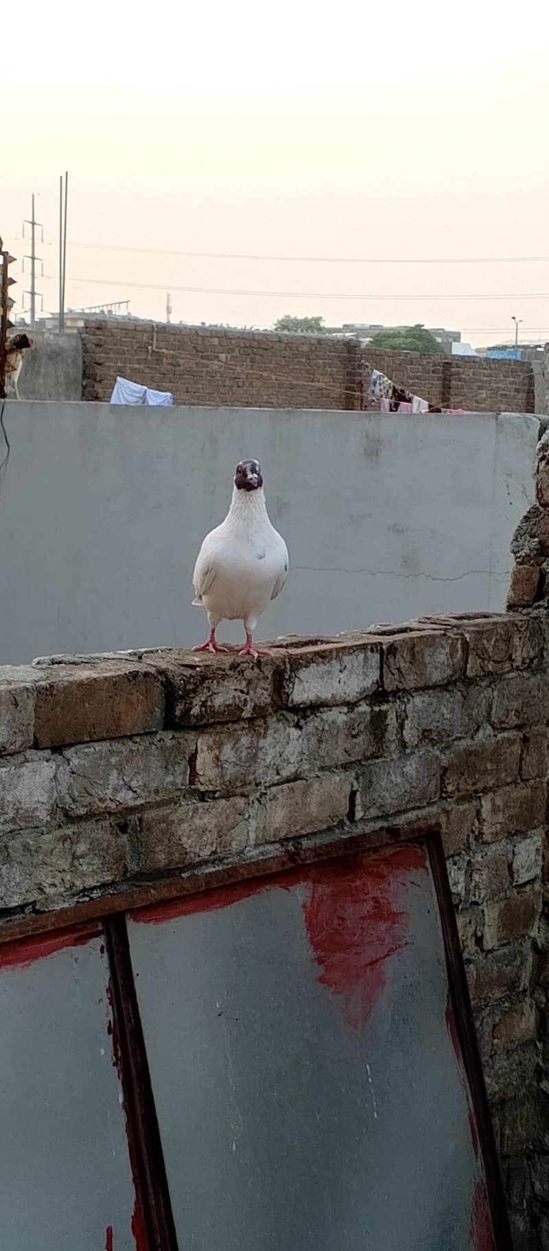 Fancy pigeons 8